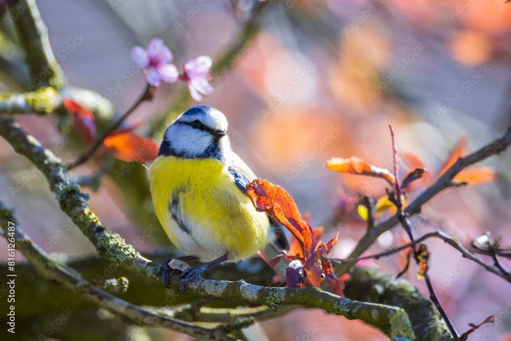 Obraz premium Eurasian blue tit, Cyanistes caeruleus, bird perched