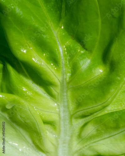 butter lettuce wet leaf closeup 
