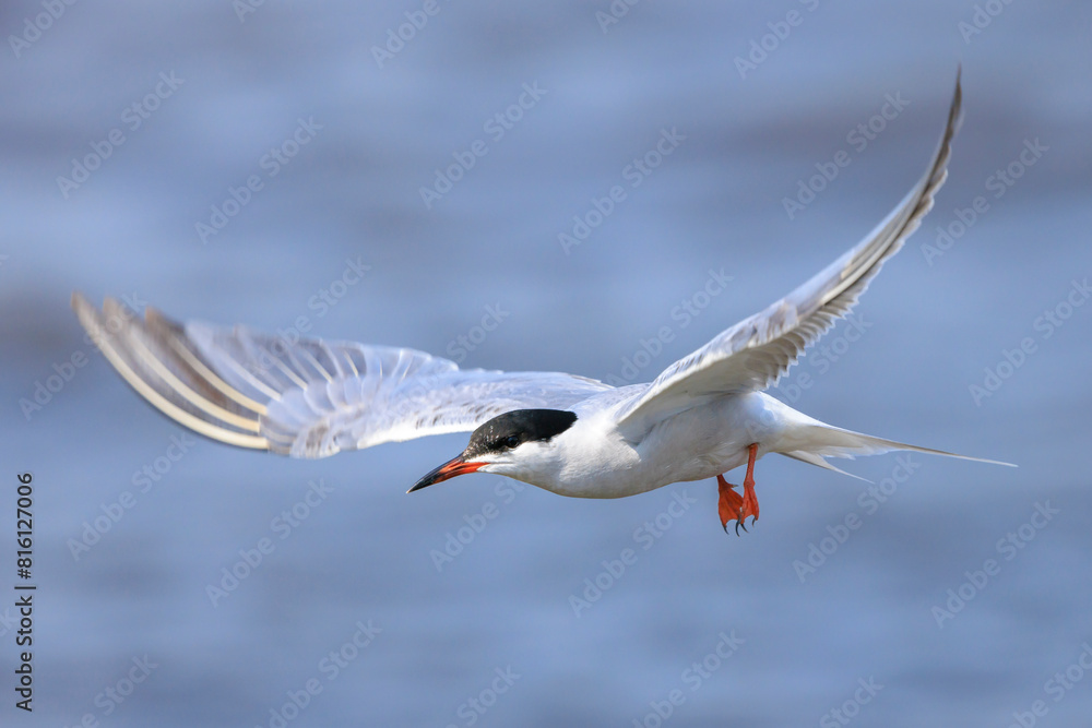 Common Tern, Sterna hirundo, hunting Common Tern, Sterna hirundo, hunting