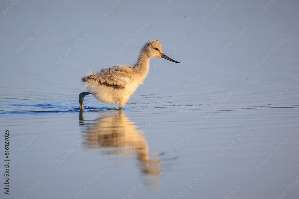 Pied Avocet Recurvirostra avosetta wader bird chick Pied Avocet Recurvirostra avosetta wader bird chick