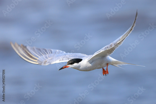 Common Tern, Sterna hirundo, hunting photo