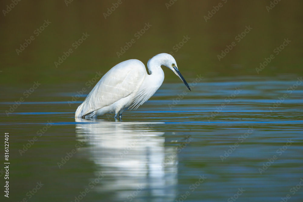 Little Egret, Egretta garzetta, fishing Little Egret, Egretta garzetta, fishing