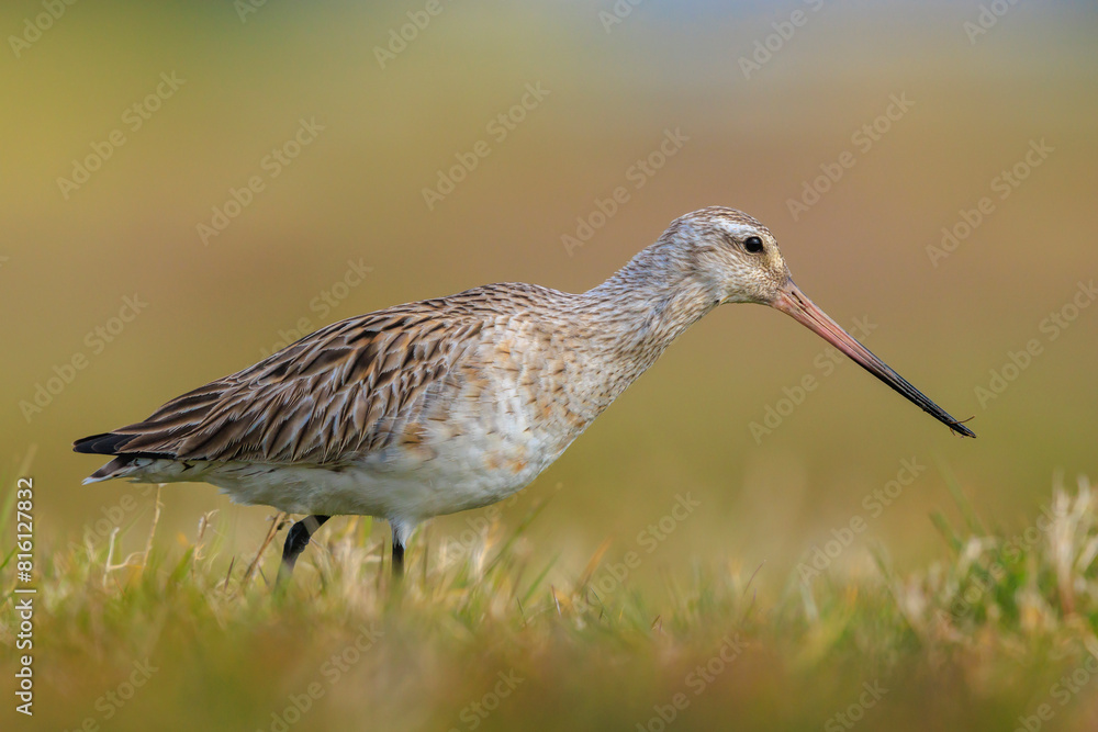 Bar-tailed Godwit, Limosa lapponica, foraging in a green meadow Bar-tailed Godwit, Limosa lapponica, foraging in a green meadow