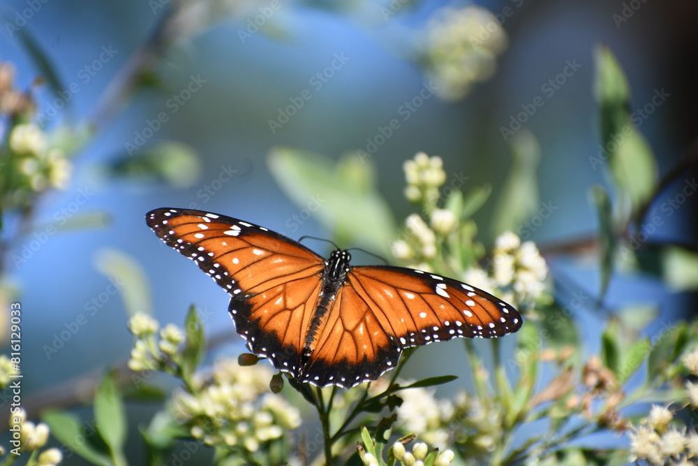 Naklejka premium butterfly on a flower