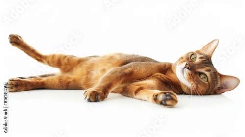 An Abyssinian cat sprawled out in a relaxed pose illuminates this image with its glossy coat and laidback demeanor on a white floor photo