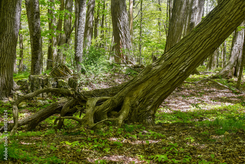 the roots  of the forest of the quabbin  reservoir