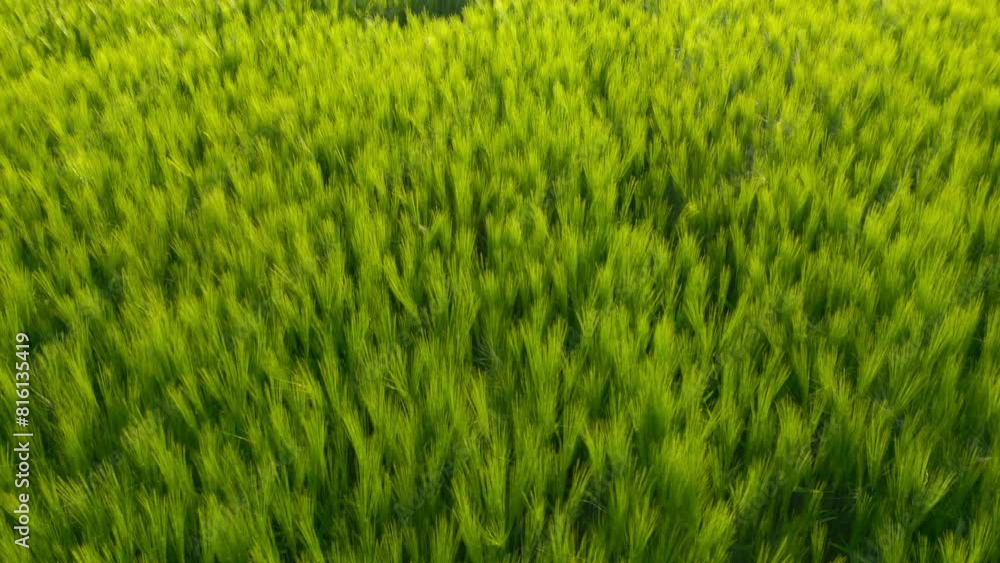 Wheat field in the sunset. Drone flight over ripening grain. Organic farming in Central Europe. Production of food and biomass for sustainable management.
Wheat field in the sunset. Drone flight over ripening grain. Organic farming in Central Europe. Production of food and biomass for sustainable management.