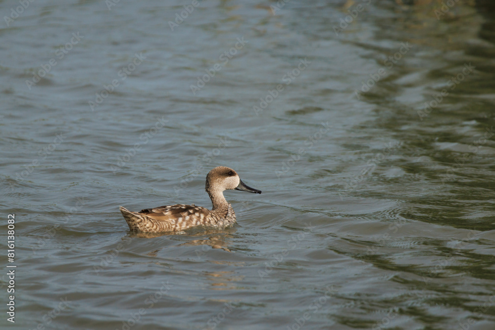 Pato hembra cerceta pardilla, Marmaronetta angustirostris, nadando en laguna del parque natural el Hondo, España Pato hembra cerceta pardilla, Marmaronetta angustirostris, nadando en laguna del parque natural el Hondo, España