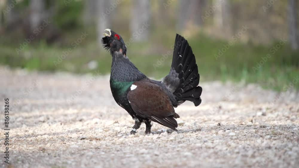 The western capercaillie (Tetrao urogallus), is a member of the grouse family. It is also called the Eurasian capercaillie, wood grouse, heather cock, or just capercaillie. The western capercaillie (Tetrao urogallus), is a member of the grouse family. It is also called the Eurasian capercaillie, wood grouse, heather cock, or just capercaillie.