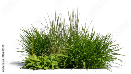 Isolated group of green plants and grass on white background