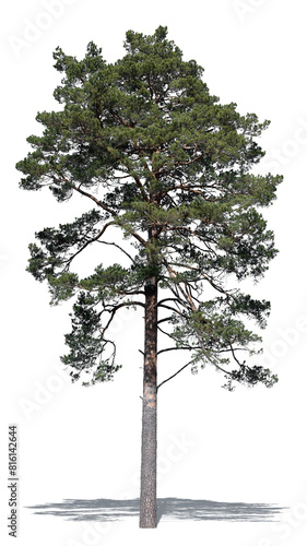 Bild auf Leinwand Tall classical pine tree isolated on white background, species Pinus sylvestris