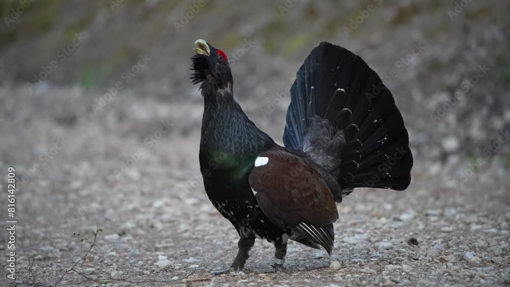 The western capercaillie (Tetrao urogallus) video The western capercaillie (Tetrao urogallus) video