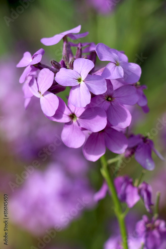 Dames Rocket flower or forest hesperis blossoms in May woods. Purple wildflowers. Night violet flower, sweet rocket, gilliflower, mother-of-the-evening is purple wildflower. Hesperis purple wildflower