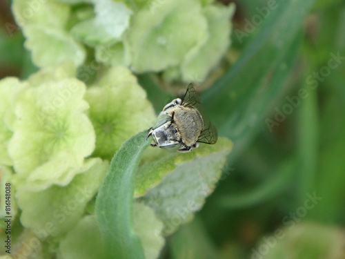 Female digger bee (Amegilla albigena) holding on to a green leaf with her jaws and resting photo