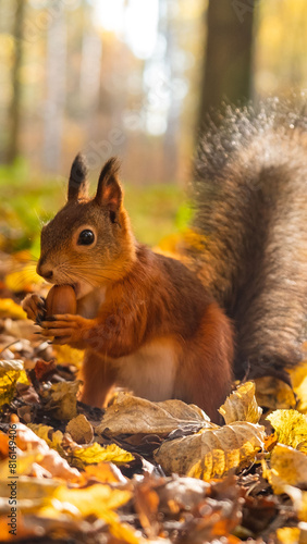 An endearing squirrel holds an acorn, surrounded by the golden hues of fallen leaves, basking in the soft sunlight filtering through the trees. Autumn Squirrel with Acorn