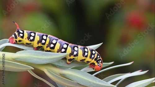  Black and yellow coloured caterpillar feeding on spurge leaves, Spurge Hawk, Hyles Euphorbiae photo