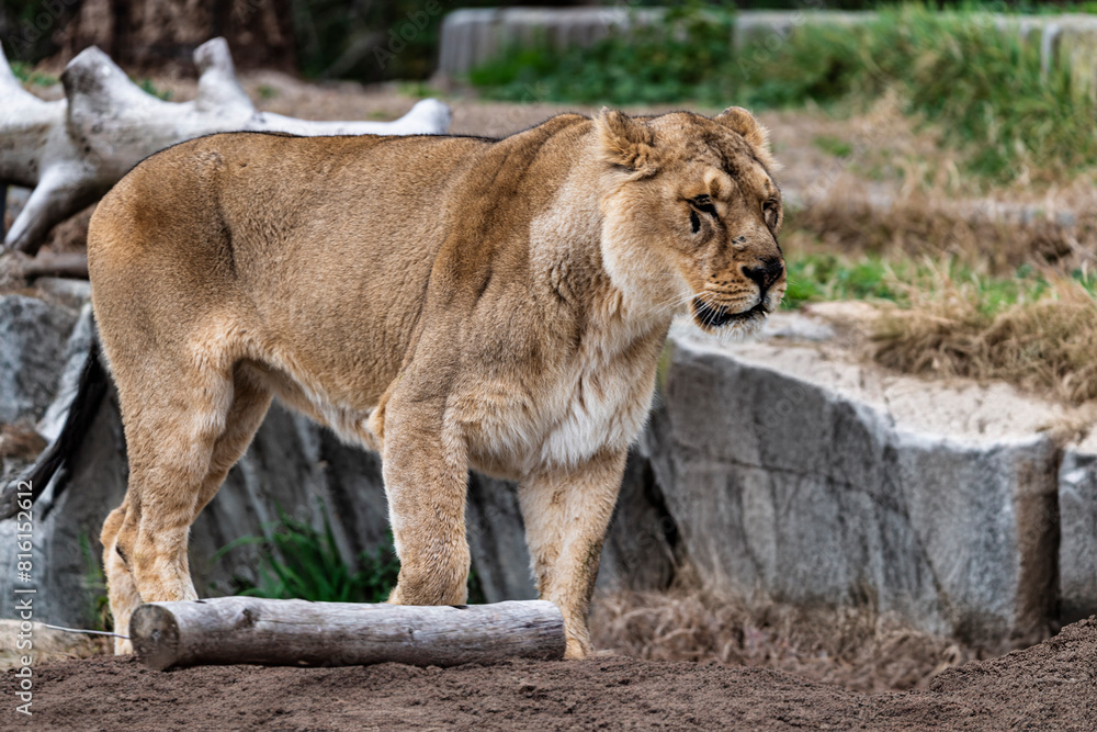 photographs of lions and lionesses, resting freely photographs of lions and lionesses, resting freely