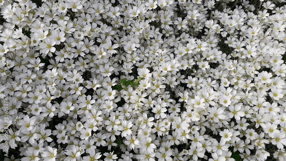 Blooming tomentose lily. Many small white flowers.
Floral white background. Spring bloom. Blooming tomentose lily. Many small white flowers.
Floral white background. Spring bloom.
