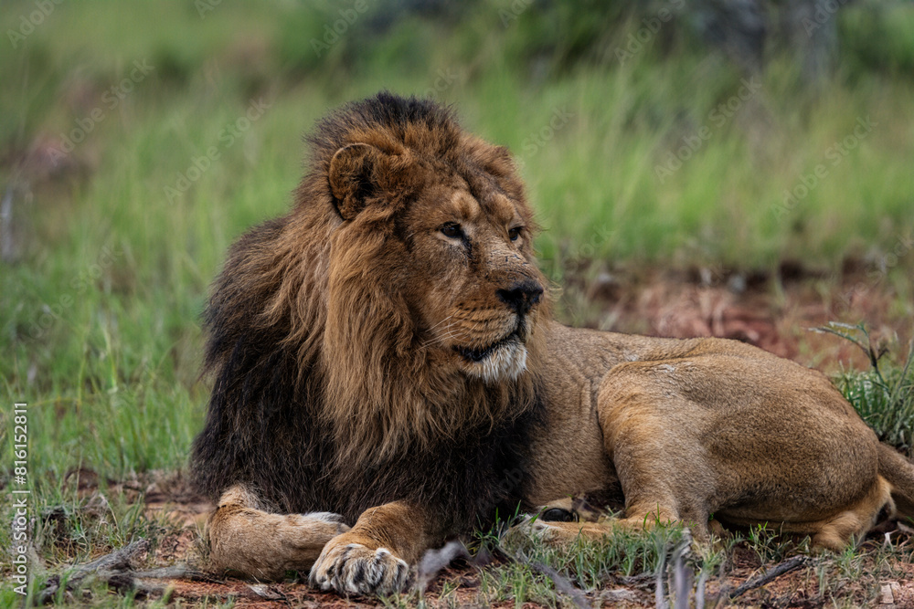 photographs of lions and lionesses, resting freely photographs of lions and lionesses, resting freely