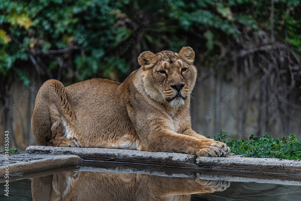photographs of lions and lionesses, resting freely photographs of lions and lionesses, resting freely
