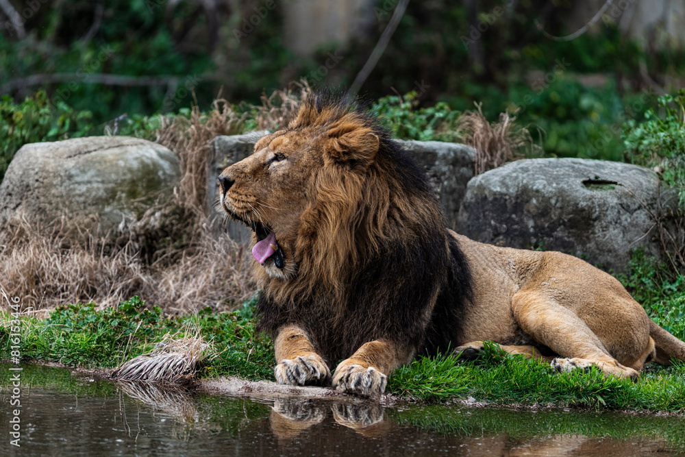Obraz premium photographs of lions and lionesses, resting freely