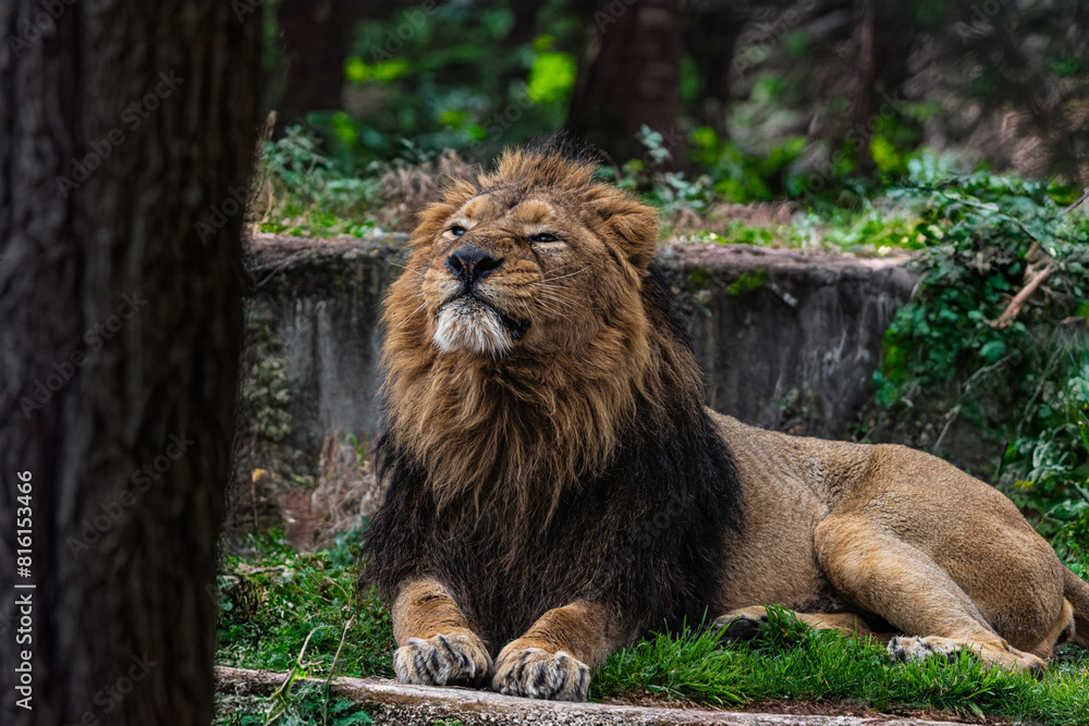 Naklejka premium photographs of lions and lionesses, resting freely