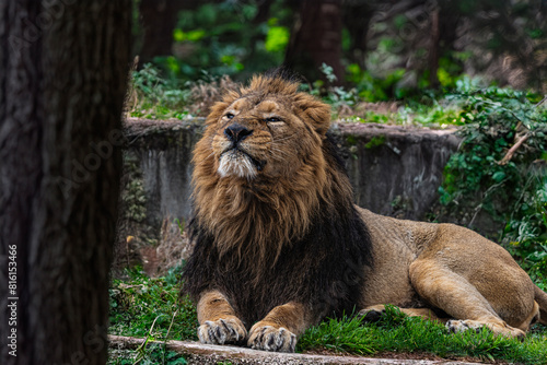 photographs of lions and lionesses  resting freely