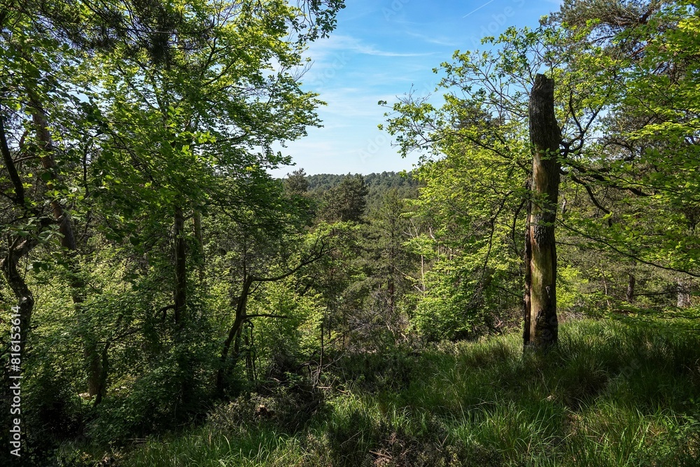 Fototapeta premium Vue sur les hauteurs de la forêt de Fontainebleau