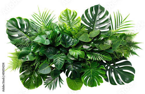 Lush green tropical plants bush (monstera, palm, rubber plant, pine and fern), cut out photo