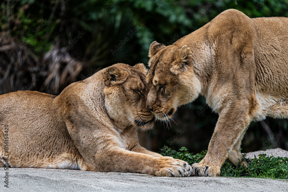photographs of lions and lionesses, resting freely photographs of lions and lionesses, resting freely