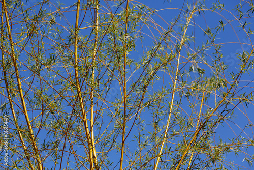 Young weeping willow, thin twigs against the blue sky