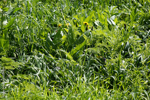 A green meadow decorated with a few dandelion flowers