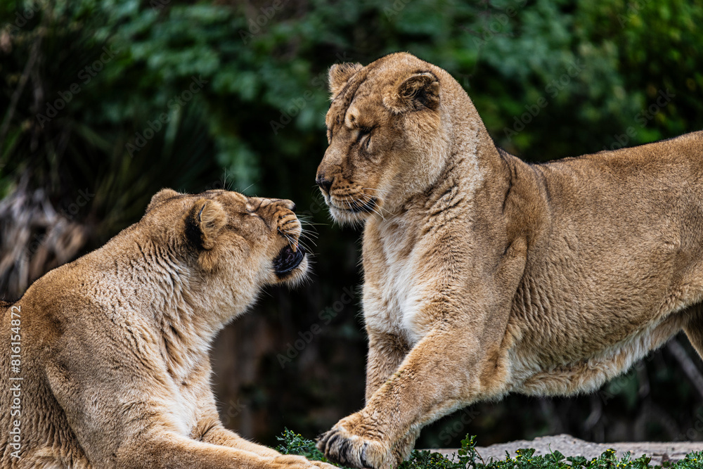 photographs of lions and lionesses, resting freely photographs of lions and lionesses, resting freely