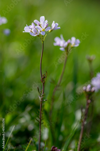 Cardamine pratensis cucko flower in bloom, group of petal flowering mayflowers on the wet meadow