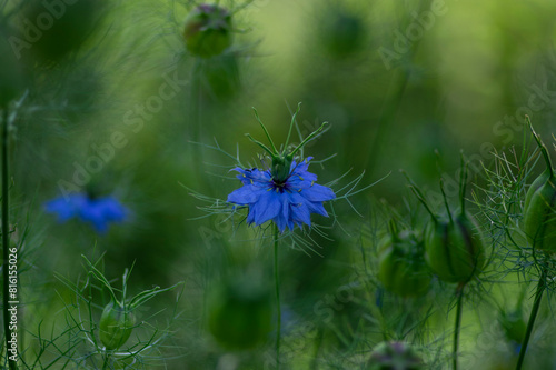Nigella damascena bright blue ornamental beautiful flowering plants, love-in-a-mist devil in the bush flowers in bloom