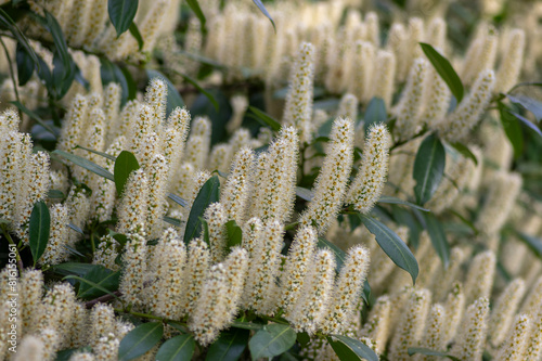 Prunus laurocerasus cherry laurel flowering plants, group of white flowers on bush branches in bloom, green foliage