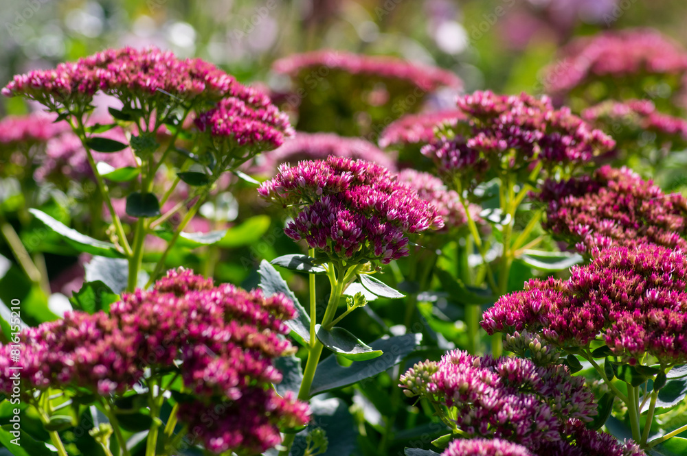 Hylotelephium sedum spectabile autumnal purple flowering ornamental plant, beautiful autumn joy stonecrop flowers in bloom Hylotelephium sedum spectabile autumnal purple flowering ornamental plant, beautiful autumn joy stonecrop flowers in bloom