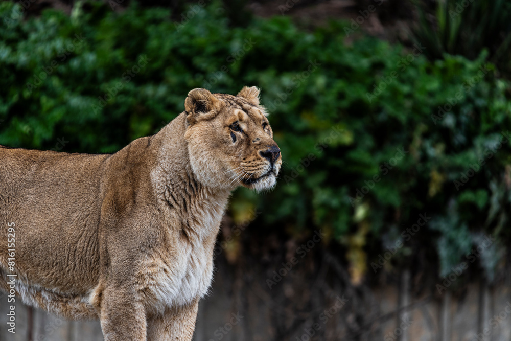 Naklejka premium photographs of lions and lionesses, resting freely
