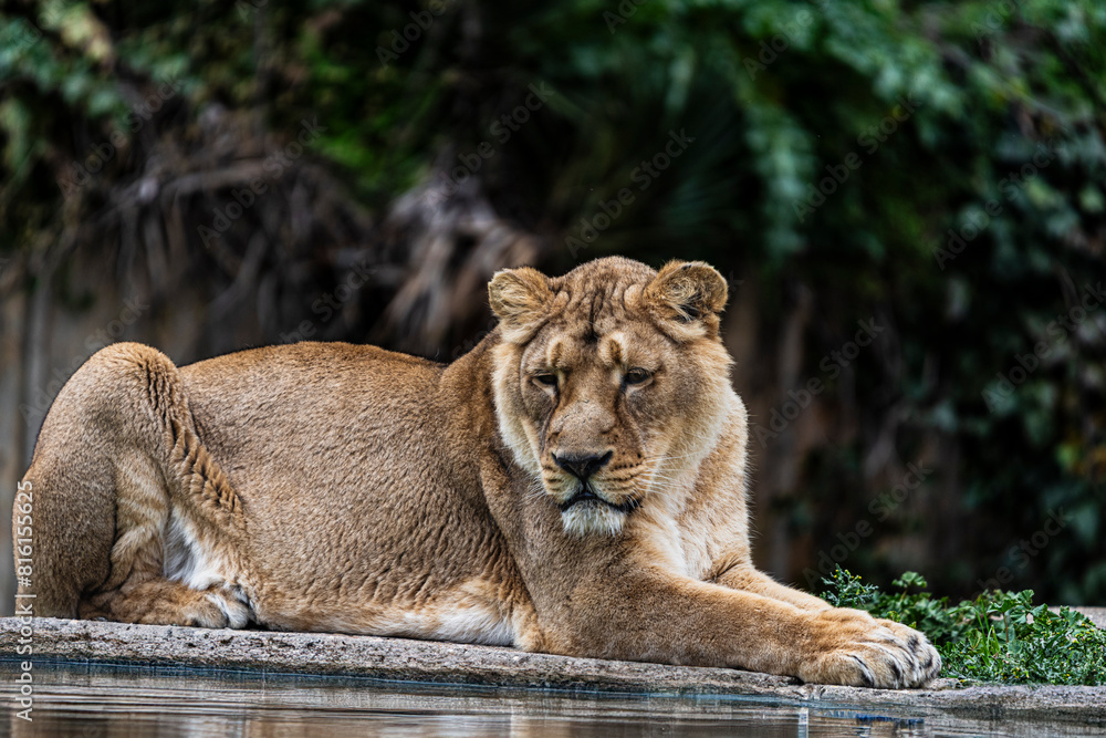 Fototapeta premium photographs of lions and lionesses, resting freely