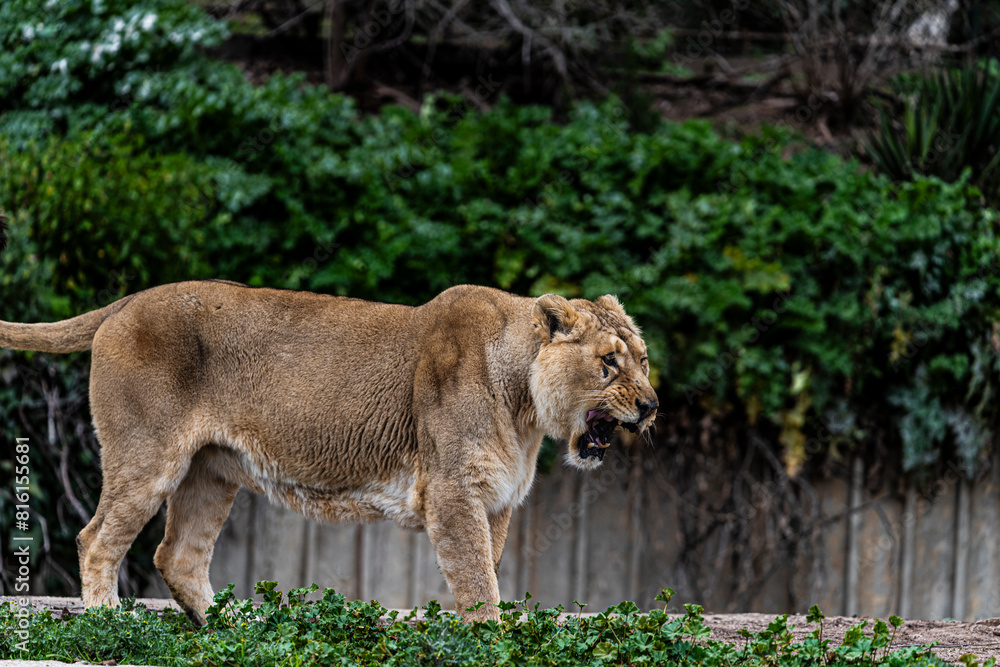 Naklejka premium photographs of lions and lionesses, resting freely