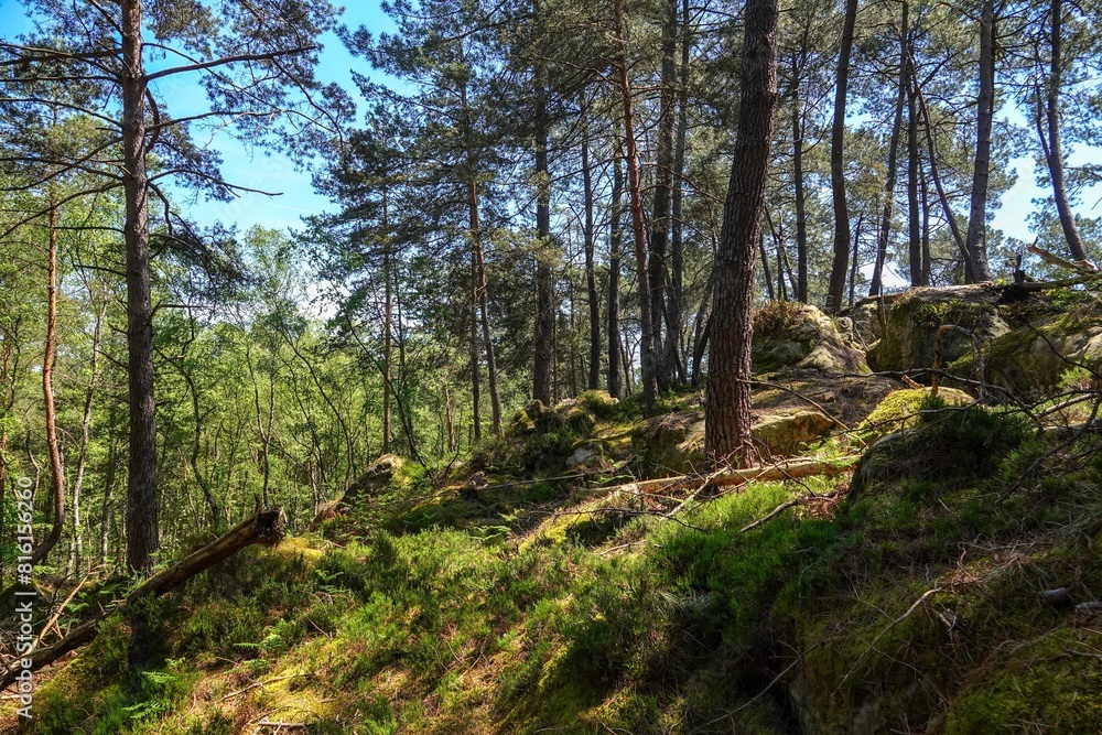 Vue sur une pente de la forêt de Fontainebleau, avec tons vifs Vue sur une pente de la forêt de Fontainebleau, avec tons vifs