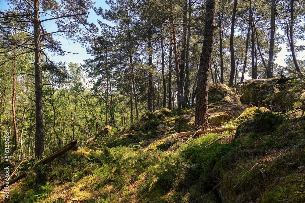 Vue sur une pente de la forêt de Fontainebleau, avec effet de lumière chaude Vue sur une pente de la forêt de Fontainebleau, avec effet de lumière chaude