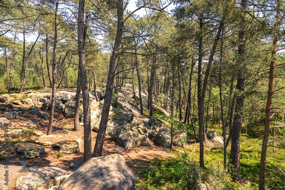 Vue sur une partie clairsemée et rocheuse de la forêt de Fontainebleau, avec effet de lumière chaude et tons vifs Vue sur une partie clairsemée et rocheuse de la forêt de Fontainebleau, avec effet de lumière chaude et tons vifs