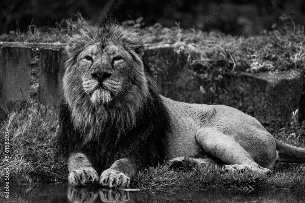 black and white photographs of lions