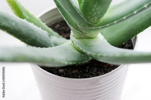 Close up of an aloe vera plant in a white pot photo