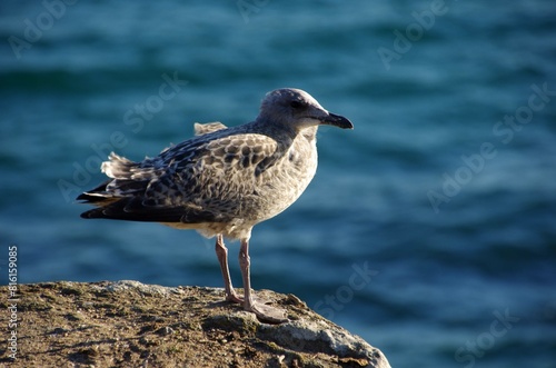 Sea bird in St Malo in Brittany in France, Europe