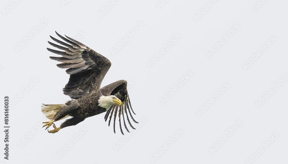 Obraz premium Bald Eagle getting ready to hunt to feed its fledglings