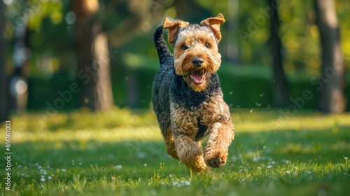 An exuberant Yorkshire terrier runs through the park with a joyful disposition and energy