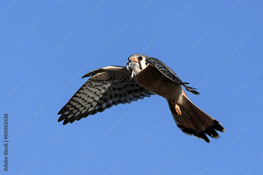 Kestrel Falcon - Colorado Kestrel Falcon - Colorado