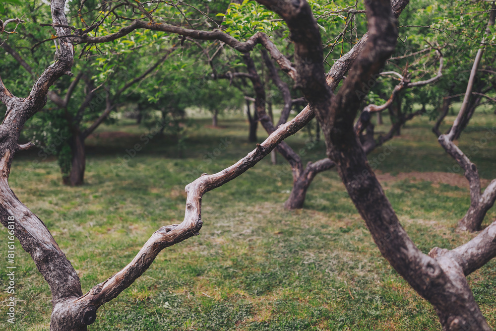 Fototapeta premium apple orchard in spring. orchard in spring time. Scenic image of trees in dramatic garden. Beauty of earth